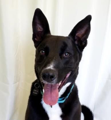 Jax